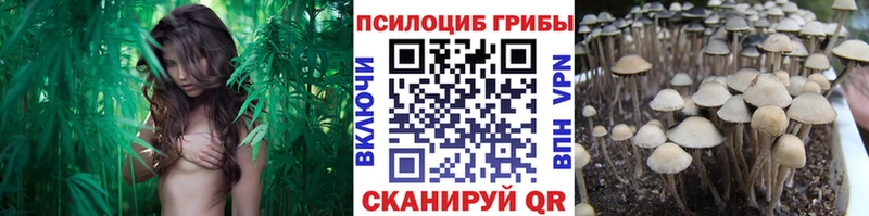 Купить  Малаховка  Псилоцибиновые грибы ЛСД 